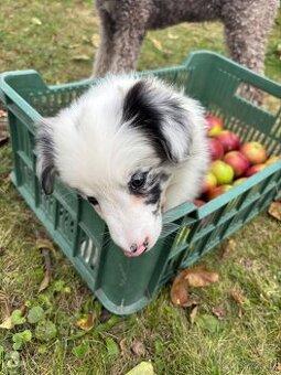 Border kolie blue merle fenka s pp