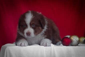 Australský ovčák - top chlapeček