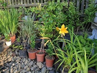 Přebytky ze zahrady