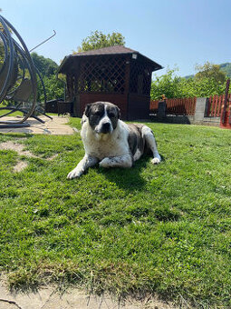 Daruji středoasijského pasteveckého psa.