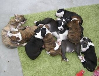 Daruji štěňata staford