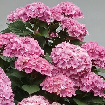sazenice růžových HORTENZIÍ - - viz text a fota
