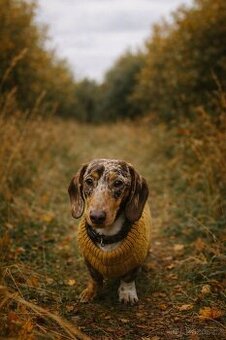 Hledáme psa ke krytí