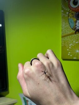 Strašilky australské