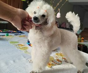 Pudl toy bílý - pes
