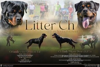 Rotvajler, Rottweiler, rtw s pp
