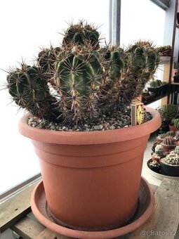 Ferocactus robustus