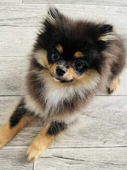 Pomeranian mini
