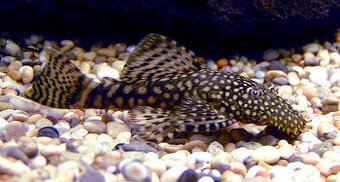 Ancistrus sp. (Krunýřovec sp.) vlastní odchov - 1