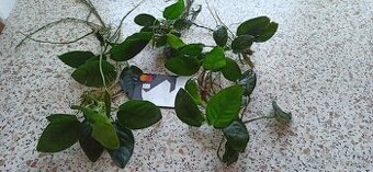 Akvarijní rostliny