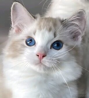 Kočička  ragdoll s PP - 1