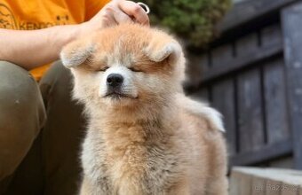 Akita Inu s průkazem původu FCI & AKIHO