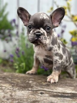 Francouzský buldoček / French bulldog s PP