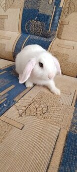 Zakrslý králíček 🐰 - 1