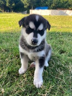 Sibiřský husky
