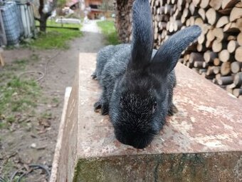 Německy obrovity x Velky světlý stříbřitý