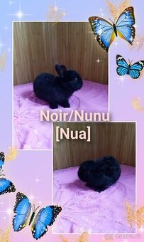 Zakrslý králíček