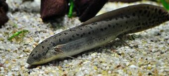 Bahník západoafrický