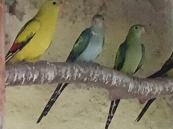 Papoušek horsky / Lutino