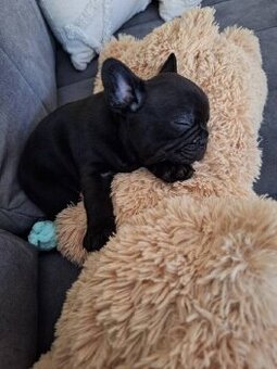 Francouzský buldoček