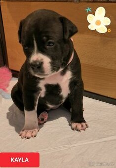 Americký stafordšírský teriér