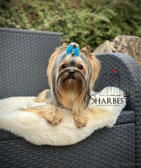 Jorkšírský teriér teriér s PP FCI, kluk