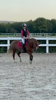 Kobyla do chovu, sportu, rekreaci i pro začátečníky