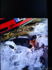 Jack Russel kryti