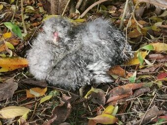 Kohout Hedvábnička