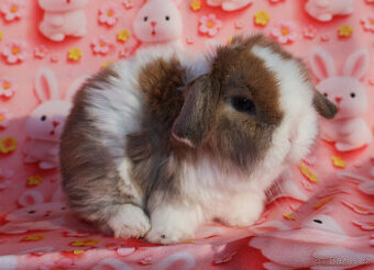 Zakrslý beránek NHD maličká samička .