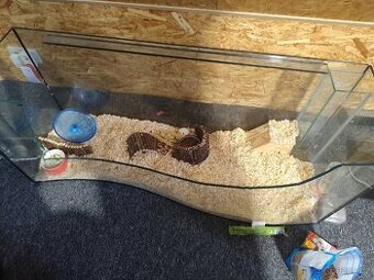 Křeček džungarský + terarium a krmení