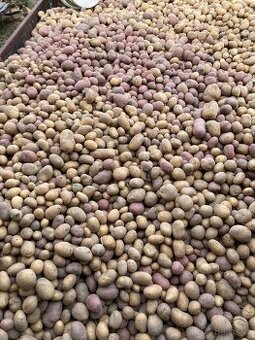 Netříděné brambory