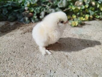 Hedvábnička velká vousatá