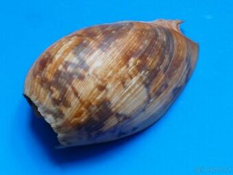 Cymbium marmoratum - 1