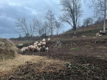 Prodám staré ovce 20 ks a 3 beran - 1