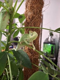 chameleon jemenský