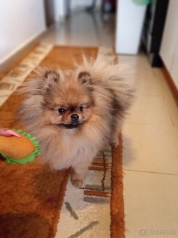 Pomerian