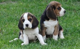 Beagle , Bígl - 1