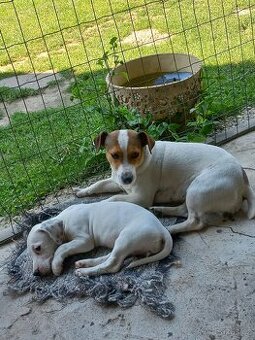 Jack Russell