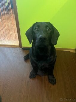 Prodám štěně