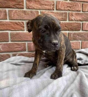 Stafordšírský bulteriér