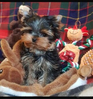 Jorkšírský teriér s PP FCI