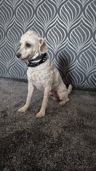 Trpasličí pudlik-kryti