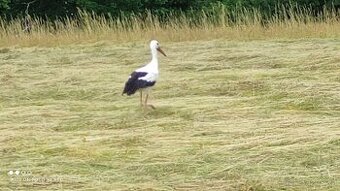 Seno, velké balíky