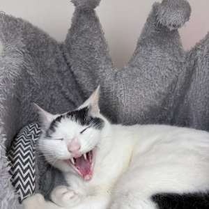 Čelinka, 3 letá kočička