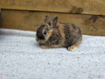 zakrslí králíčci s PP- samičky