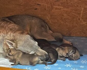 Československý vlčák  s PP - TOP pracovní spojení