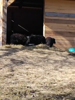 Prodam qusanske ovce