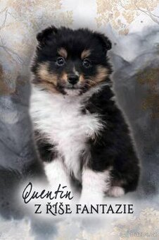 Trikolorní pejsek sheltie/šeltie s PP