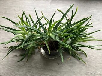 Kytka aloe léčivá. - 1